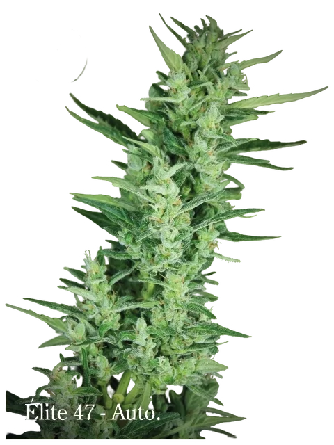 Elite 47 Auto | AUTOFEM | Elite Seeds