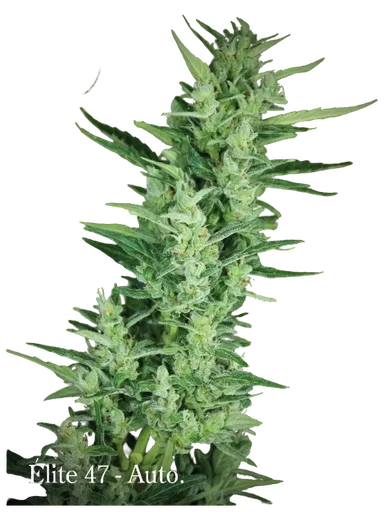 Elite 47 Auto