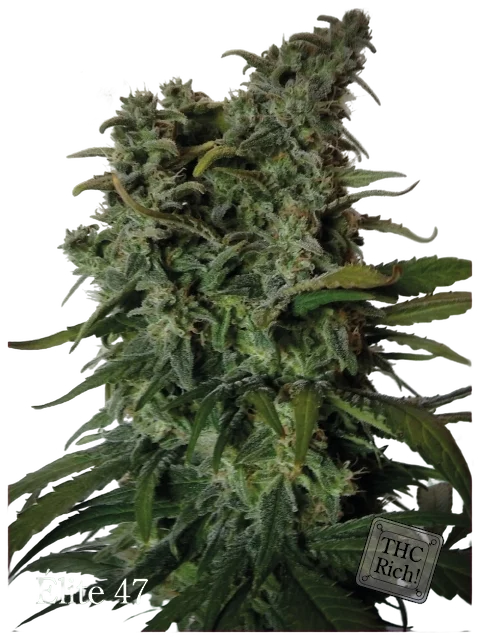 Elite 47 | PHOTOFEM | Elite Seeds