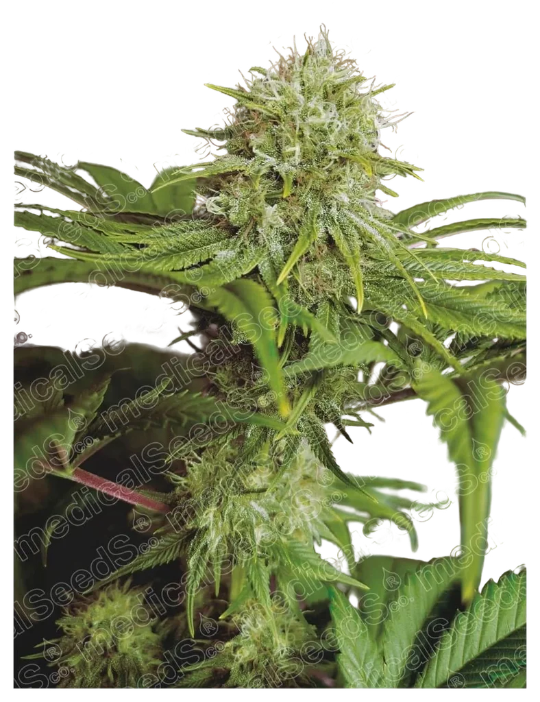 Elixir Vitae CBD | PHOTOFEM | Medical Seeds