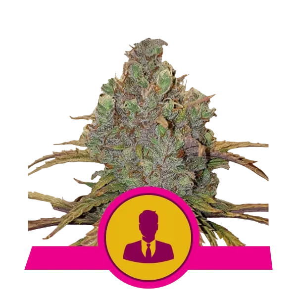 El Patron | PHOTOFEM | Royal Queen Seeds