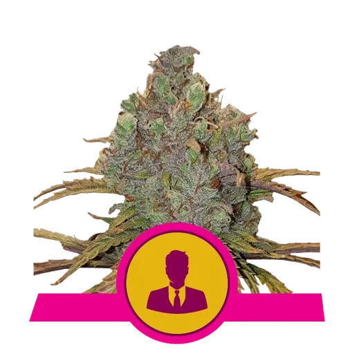 El Patron