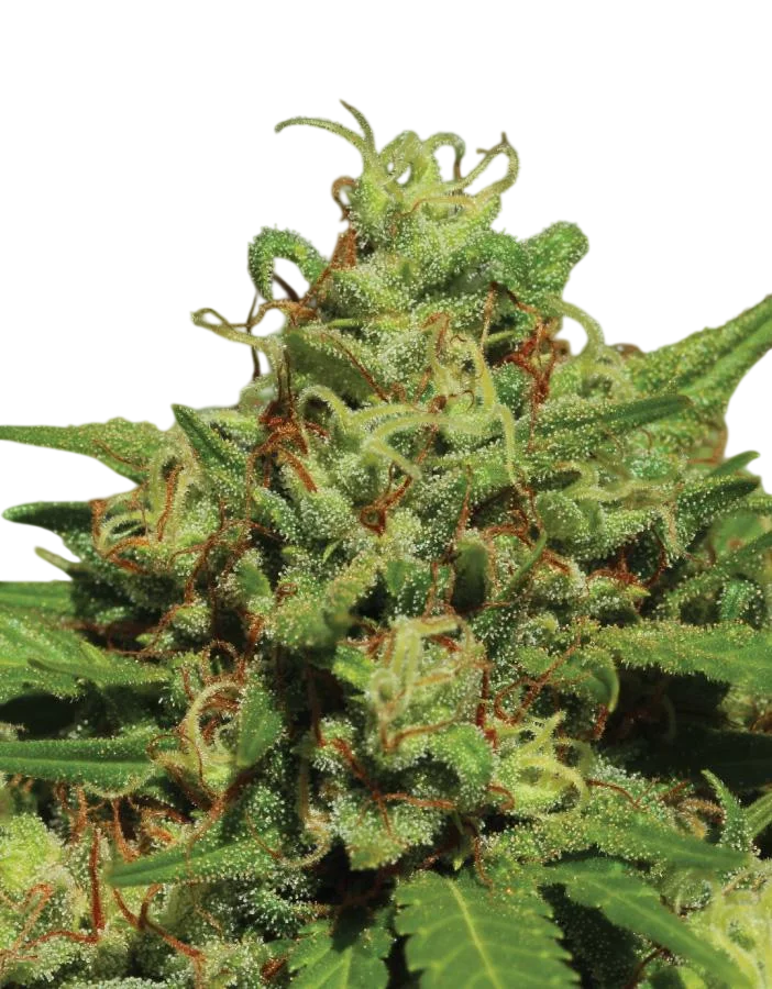 Emerald Fire OG Auto | AUTOFEM | Humboldt Seed Co.