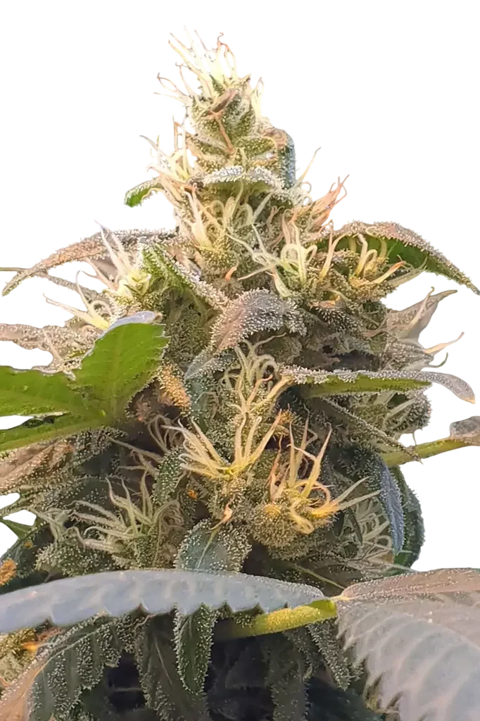 Energy CBD | PHOTOFEM | Paradise Seeds