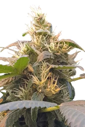 Energy CBD