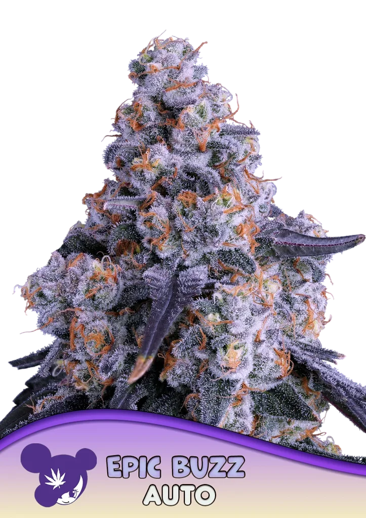 Epic Buzz Auto | AUTOFEM | Anesia Seeds