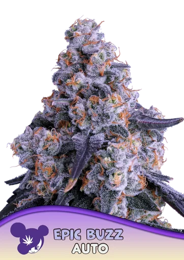 Epic Buzz Auto