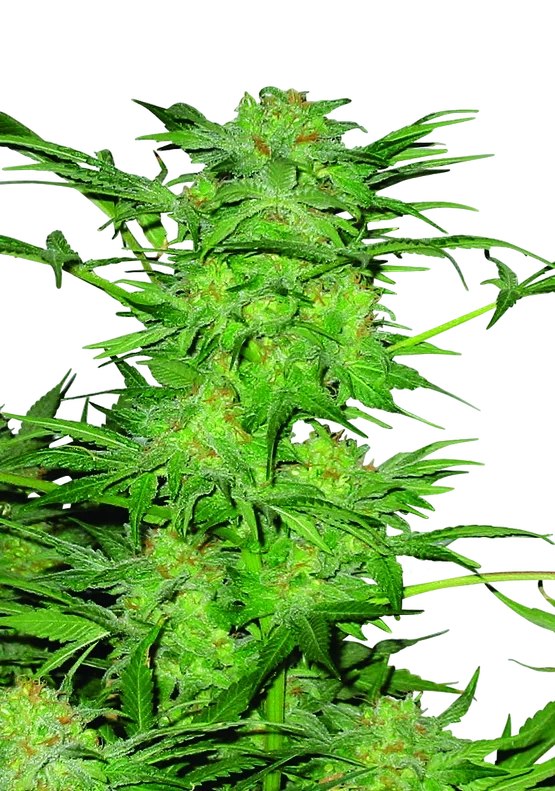 AK-48 | PHOTOREG | Nirvana Seeds