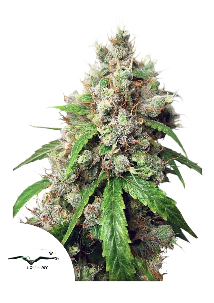 Euforia Auto | AUTOFEM | Dutch Passion