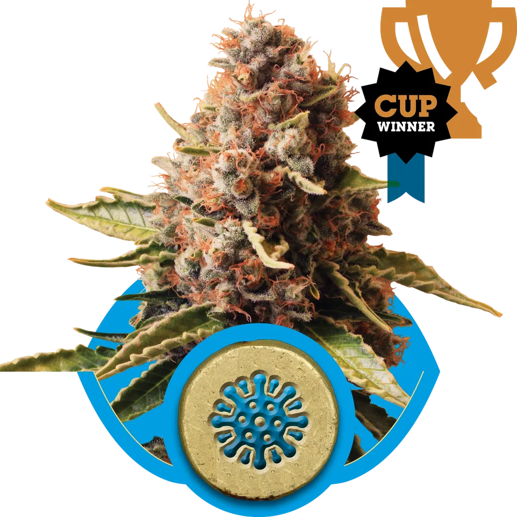 Euphoria CBD | PHOTOFEM | Royal Queen Seeds