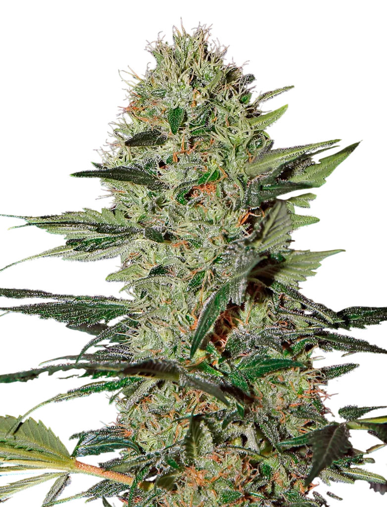 Exodus Cheese Auto | AUTOFEM | Greenhouse Seed Co.