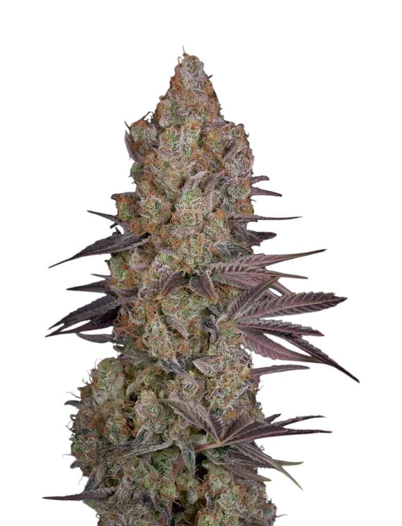 Exodus Cheese | PHOTOFEM | Greenhouse Seed Co.