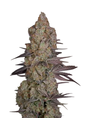 Exodus Cheese | PHOTOFEM | Greenhouse Seed Co.