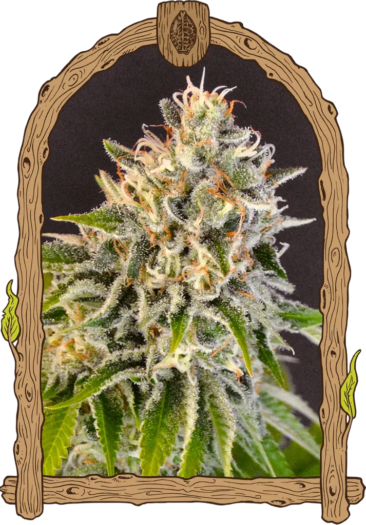 Exotic Biscotti | PHOTOFEM | Exotic Seed