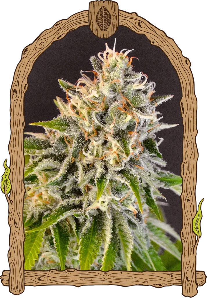 Exotic Biscotti | PHOTOFEM | Exotic Seed