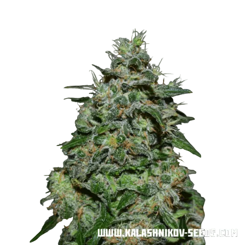 AK Kush Express