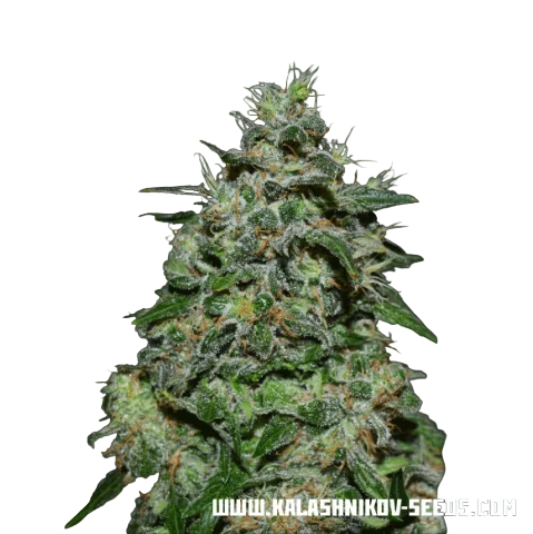 AK Kush Express