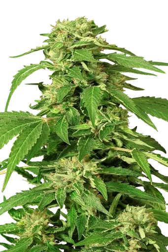 Exotic Thai