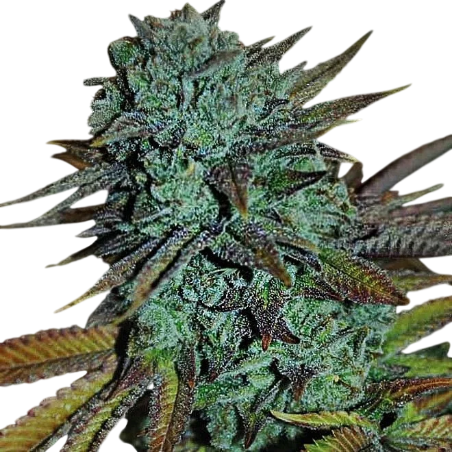 Expert Gorilla | PHOTOFEM | Expert Seeds