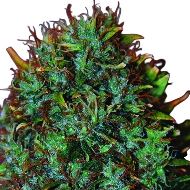 Expert Haze | PHOTOFEM | Expert Seeds