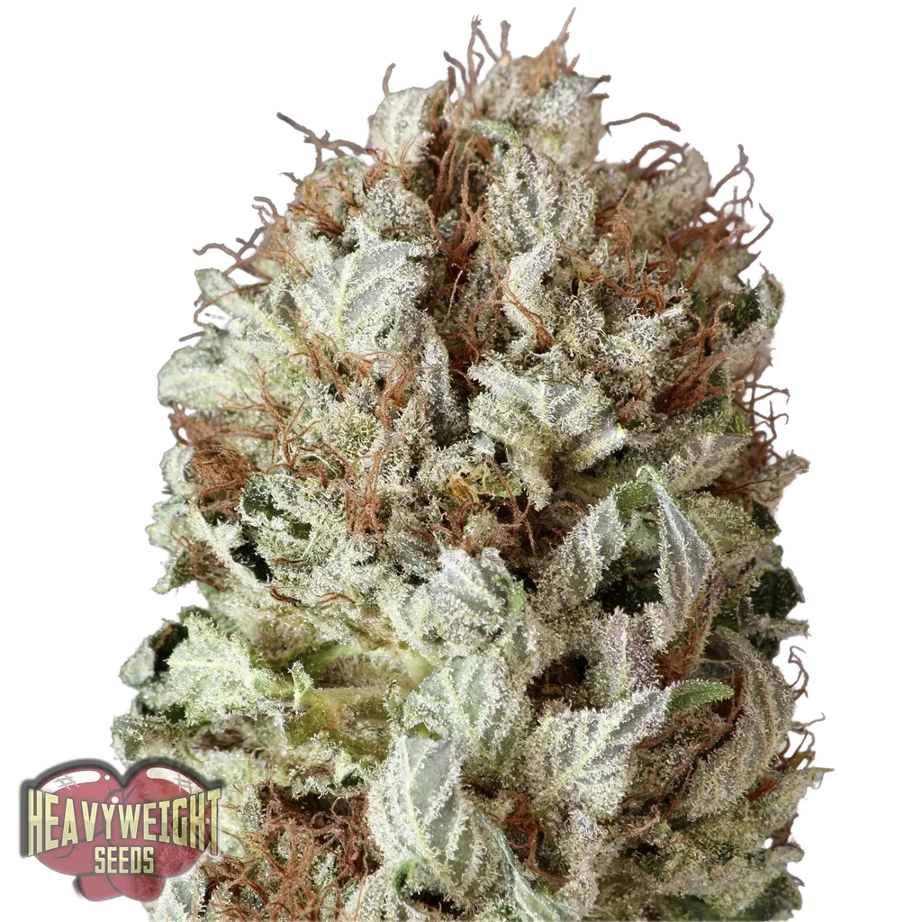 Extreme Impact Auto | AUTOFEM | Heavyweight Seeds