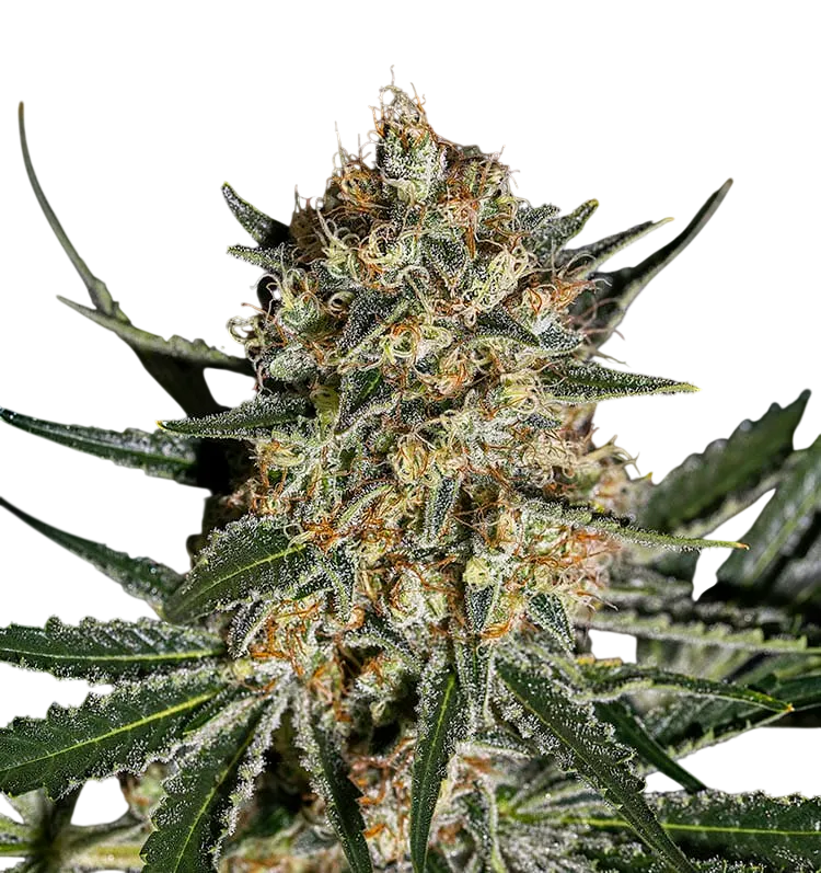 Face Off OG Bilbo | PHOTOFEM | Genehtik Seeds