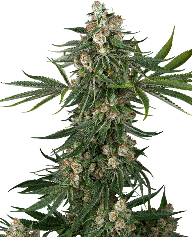 Fallout OG | PHOTOFEM | White Label Seed Company