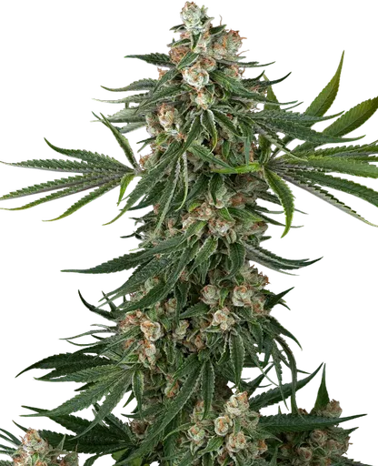 Fallout OG