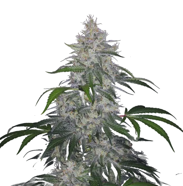 Fantasmo Express Auto | AUTOFEM | Mephisto Genetics