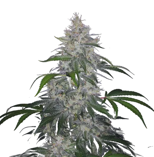 Fantasmo Express Auto | AUTOFEM | Mephisto Genetics