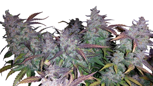 Fastberry Auto