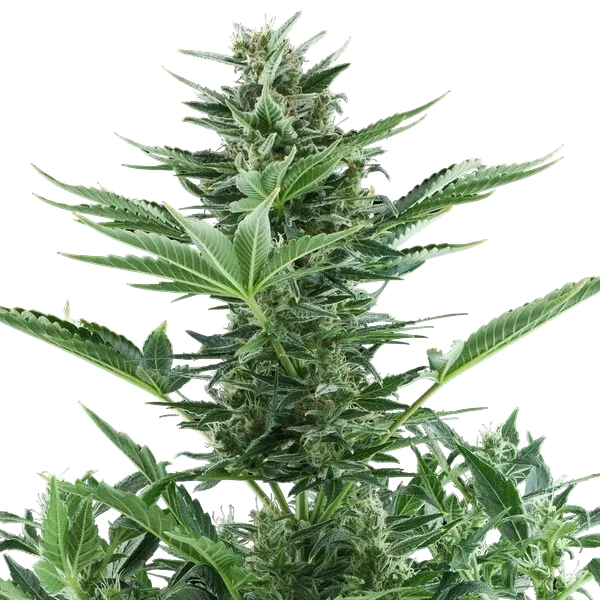 Quick One Auto | AUTOFEM | Royal Queen Seeds