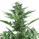 Quick One Auto | AUTOFEM | Royal Queen Seeds