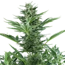 Quick One Auto | AUTOFEM | Royal Queen Seeds