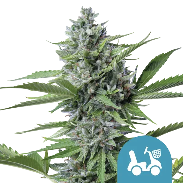 Fast Eddy CBD Auto | AUTOFEM | Royal Queen Seeds