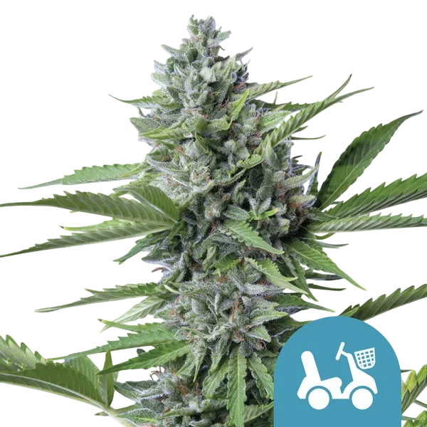 Fast Eddy CBD Auto | AUTOFEM | Royal Queen Seeds