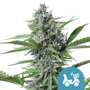 Fast Eddy CBD Auto | AUTOFEM | Royal Queen Seeds