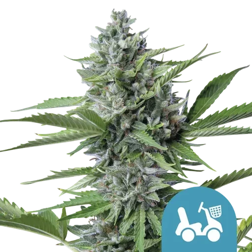 Fast Eddy CBD Auto