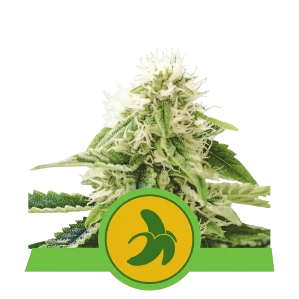 Fat Banana Auto | AUTOFEM | Royal Queen Seeds
