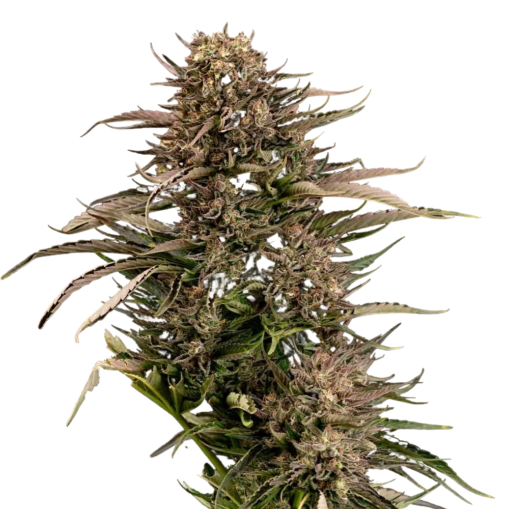 Fatso GMO F1 Auto | AUTOFEM | Seedsman
