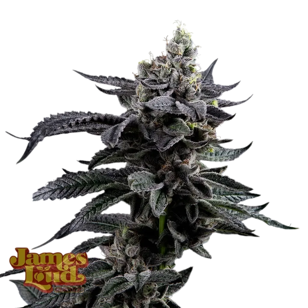 Feel The Rainbow | PHOTOFEM | James Loud Genetics