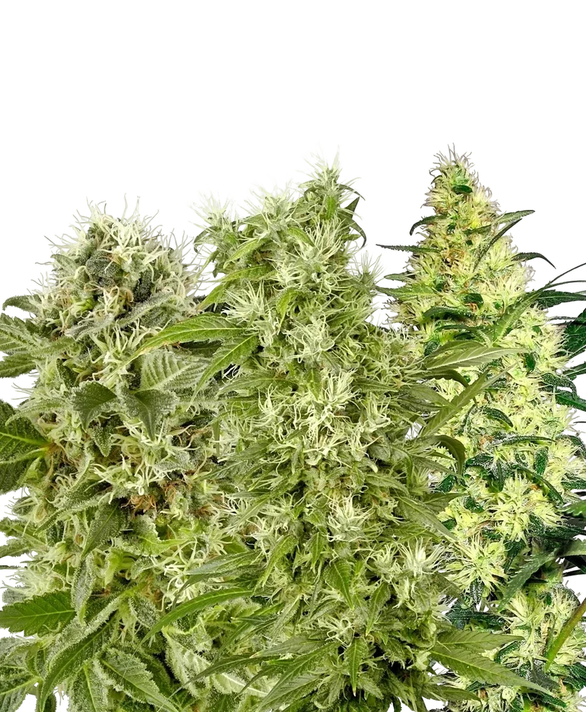 Female Mix | PHOTOFEM | White Label Seed Company