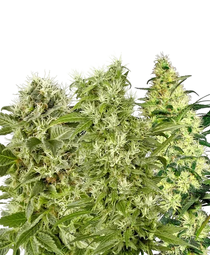 Female Mix