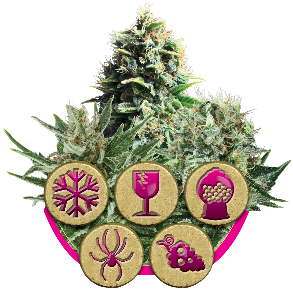Feminized Mix | PHOTOFEM | Royal Queen Seeds
