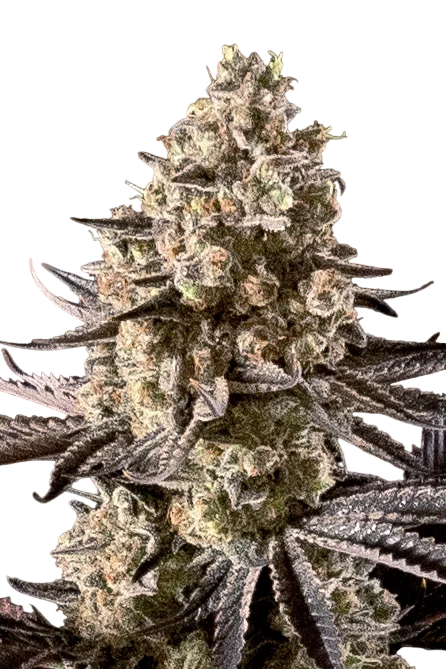 Fire DOG Auto | AUTOFEM | Advanced Seeds
