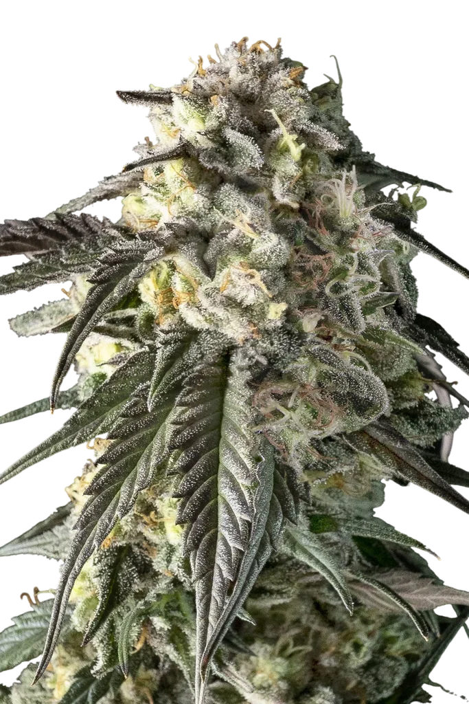 Fire DOG | PHOTOFEM | Advanced Seeds