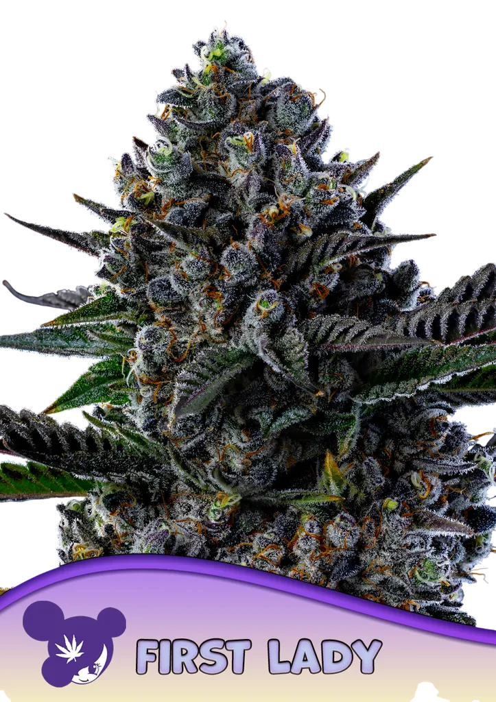 First Lady | PHOTOFEM | Anesia Seeds
