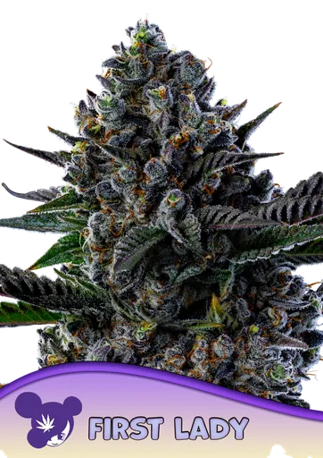 First Lady | PHOTOFEM | Anesia Seeds