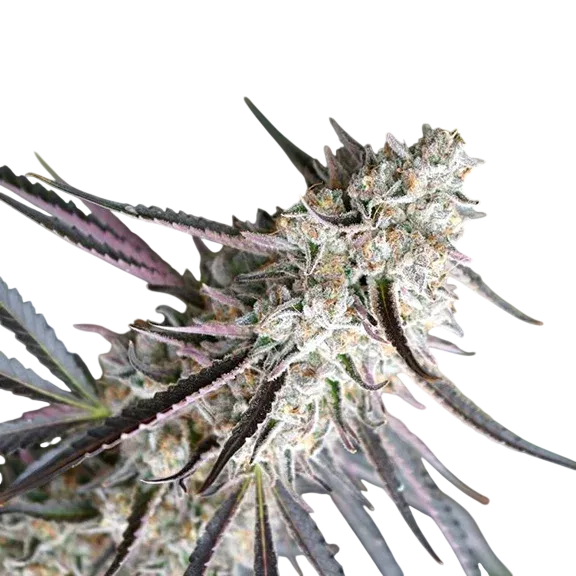 Florida Gaspack | PHOTOFEM | Humboldt Seed Org.