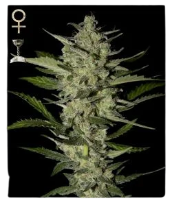 Flowerbomb Kush | PHOTOFEM | Greenhouse - Strain Hunters
